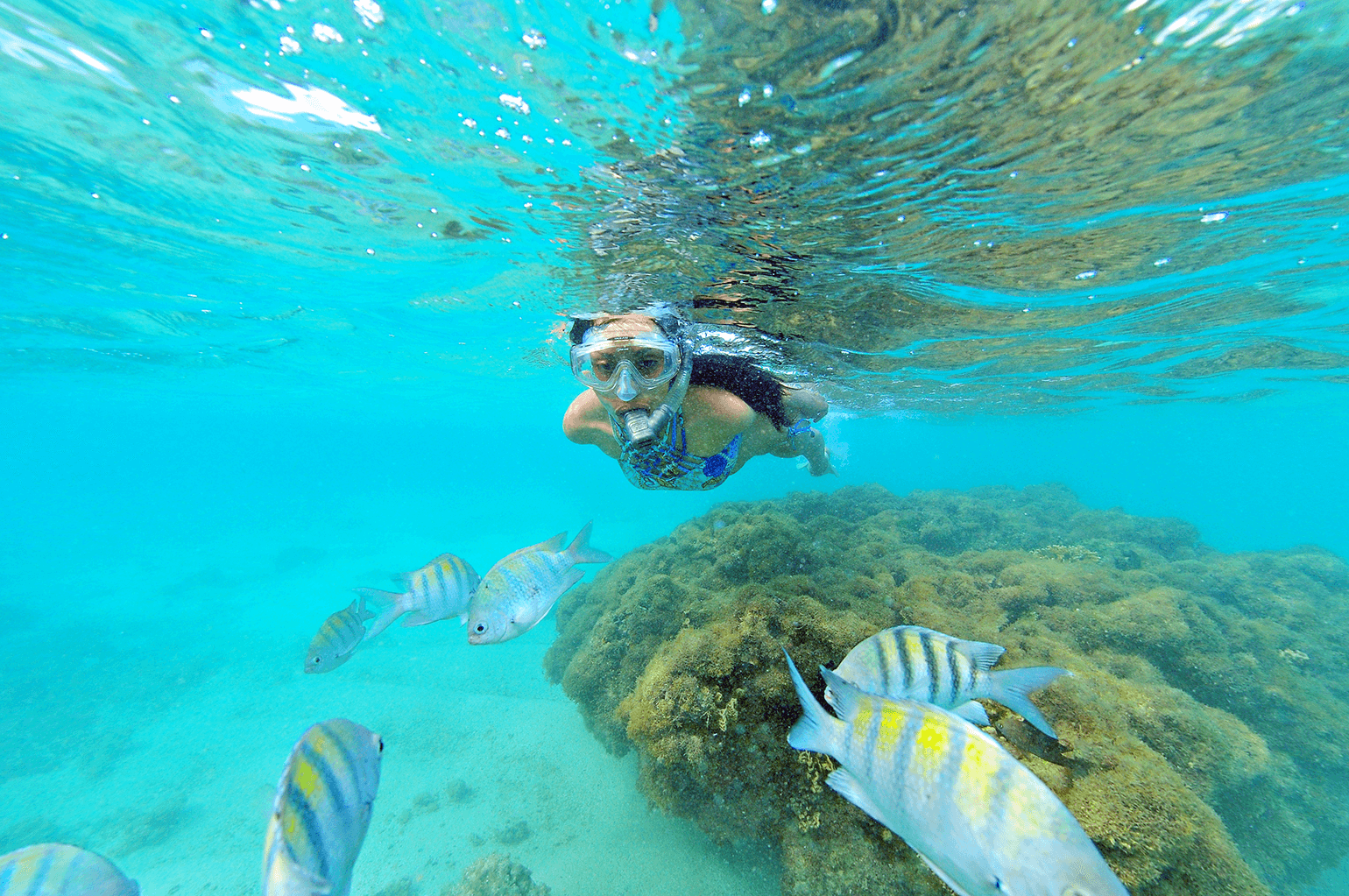 Peixes que compõem a fauna das piscinas naturais de Maragogi.